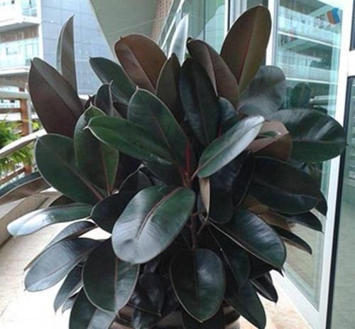 4种花深受花友喜欢,开花爆盆很简单,厨房养2盆,漂亮又净化空气