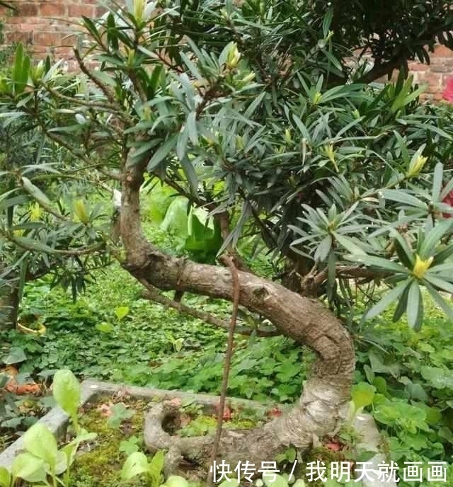罗汉松树苗|大爷把罗汉松盆景弯一弯，价格翻几番！
