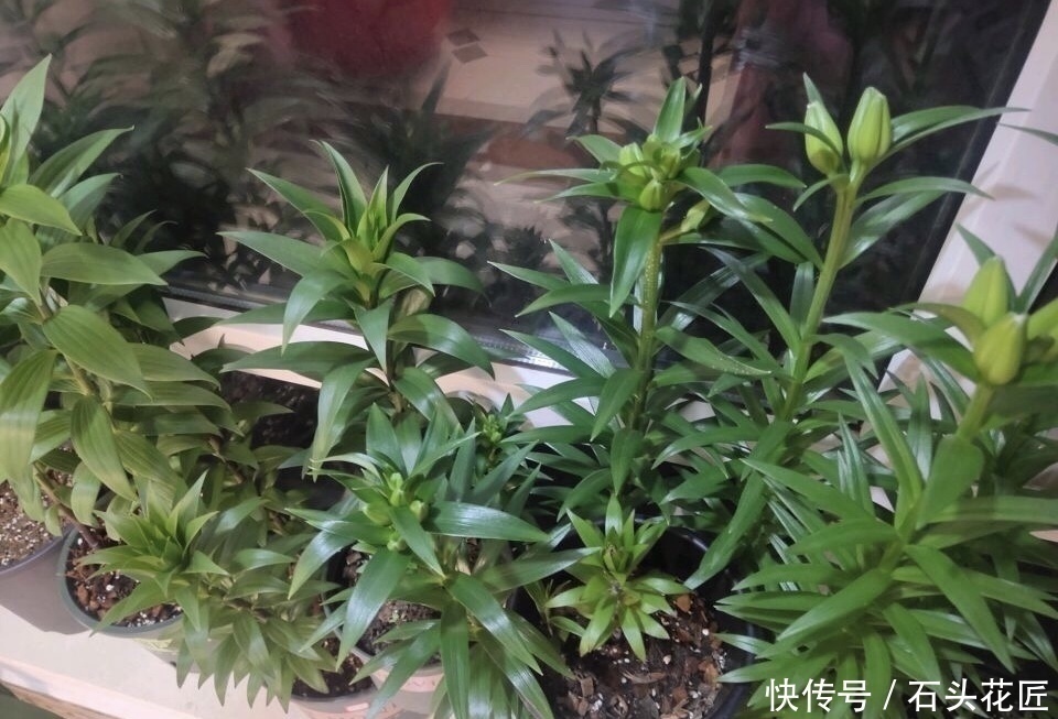 把5种花养在家里,就像喷了“香水”一样,香气扑鼻