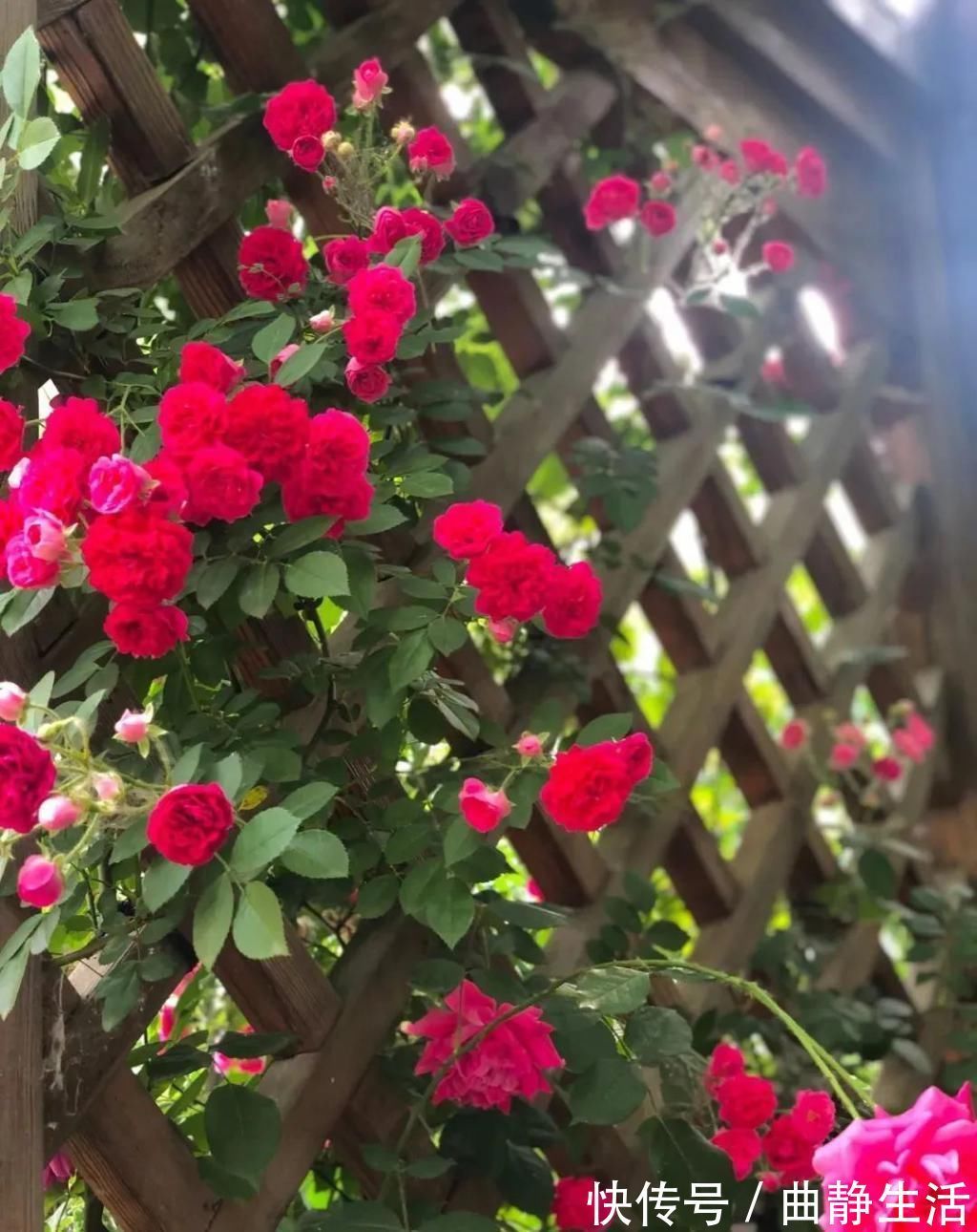 等我老了以后,找个小院陪你养花种菜!