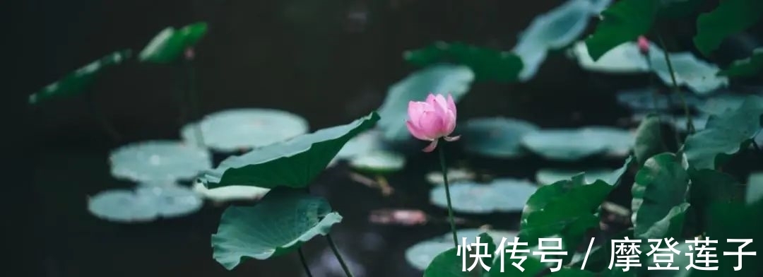 北大|北大的夏，等你的荷