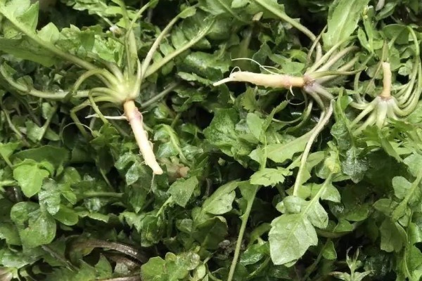 膳食纤维|野菜中的“3金刚”,钙含量竟是牛奶的7倍,遇见就赶快采摘回家吧