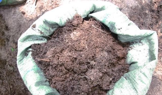 霍米兰|花盆里放两种杂物，花很好，没有虫子，土壤也不结实，气势旺盛