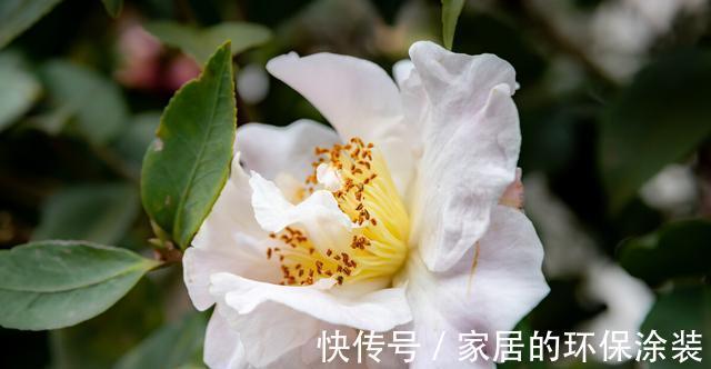 淋雨|下雨天,勤快些,把这些花搬到室外去,多淋雨,生长旺盛,开花多