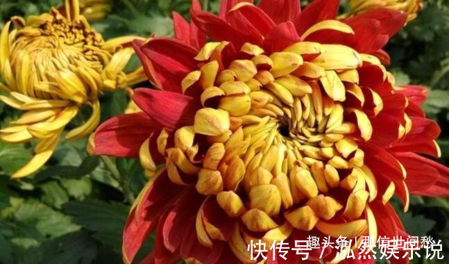中心花|喜欢养菊,就养盆“菊中珍品”枫林夕照,似晚霞枫叶,百媚妖娆