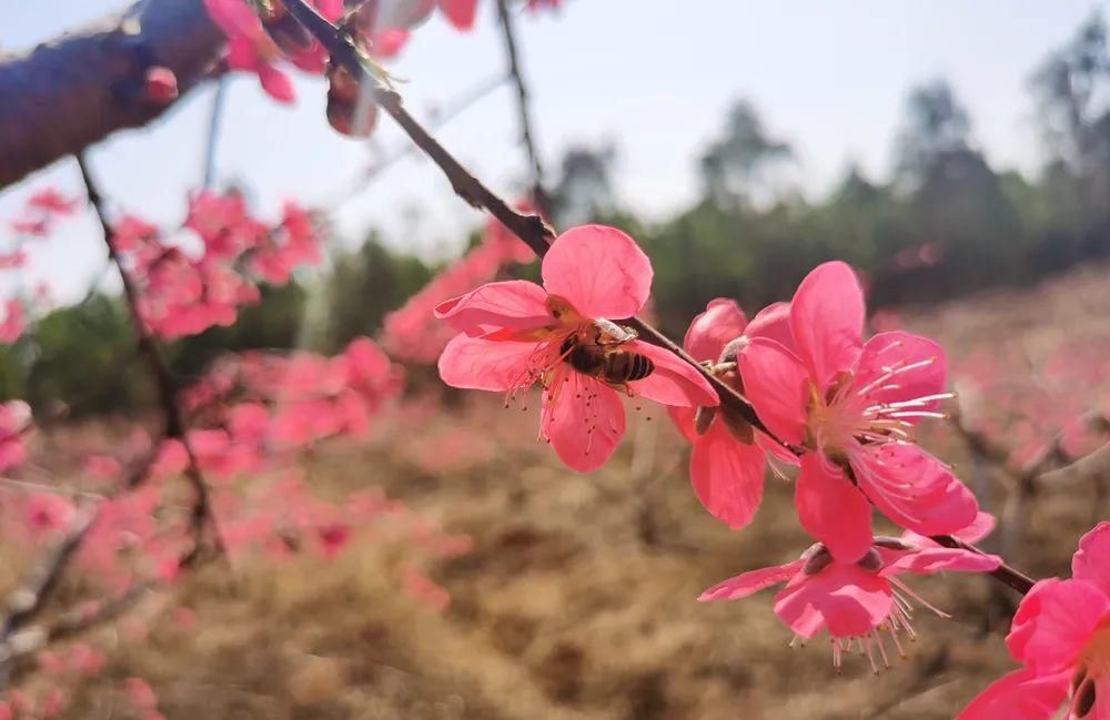 中年|春风吹，桃花开！