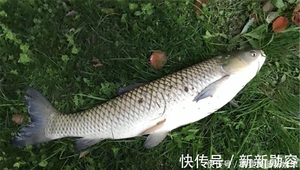 淡季|夏季高温鱼情差,遵循这些基本套路,钓鱼淡季,渔获不淡!