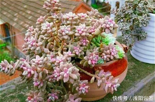 多肉|公认老桩最漂亮的多肉，紫乐未上榜，这3种普货名列前三！