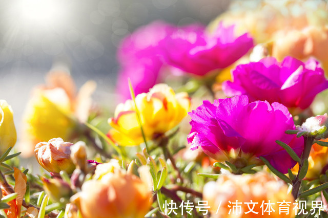 丽花|有阳台的花友，夏季都养8种花，把家养成了“花海”，太美了