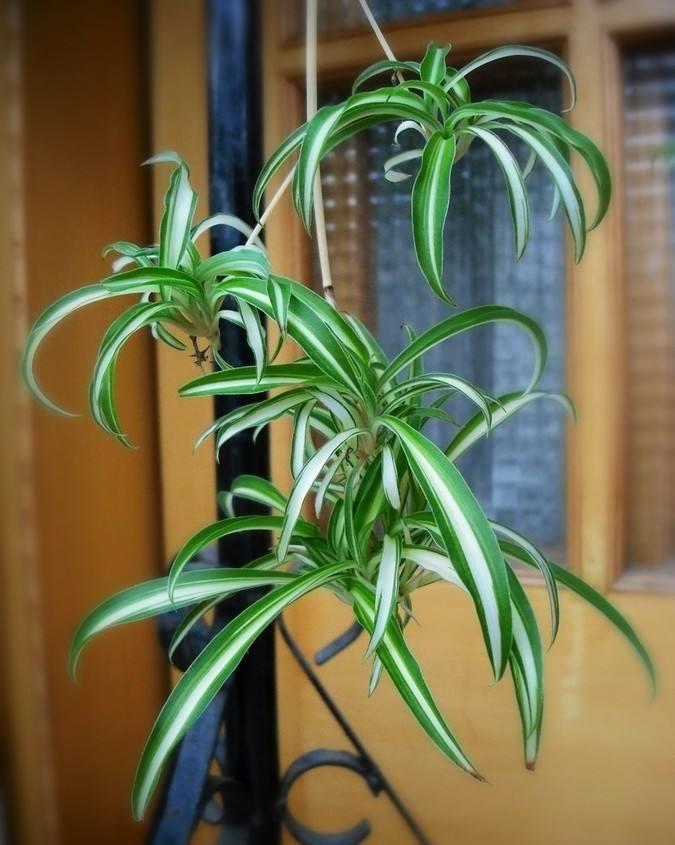 这些花不用太多光,放在家里的阴处养,开花大朵真漂亮