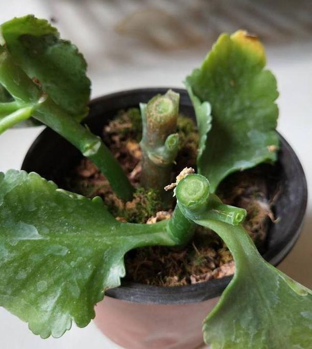 长寿|6、7月盆栽长寿花,该如何养好3个窍门让它花期开花挡不住