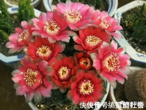 花根|5种网红懒人盆栽，浇水越少长得越旺，勤快人一般都养不好！