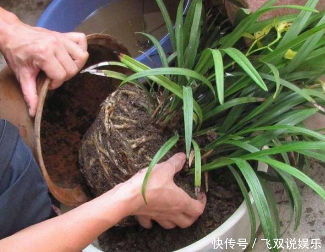 松软|盆土板结怎么办“这种水”帮你解决,浇一点盆土松软,不再板结