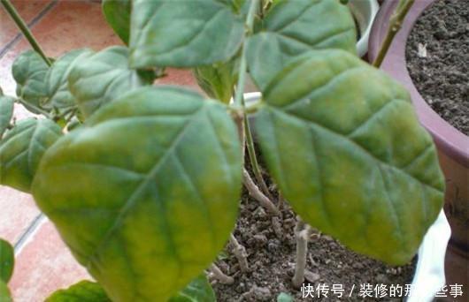 此个|栀子花总是掉花苞,茉莉花也不开花,肯定是因为此个