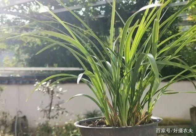 兰花换植料后,叶片有点萎蔫,是不服盆吗