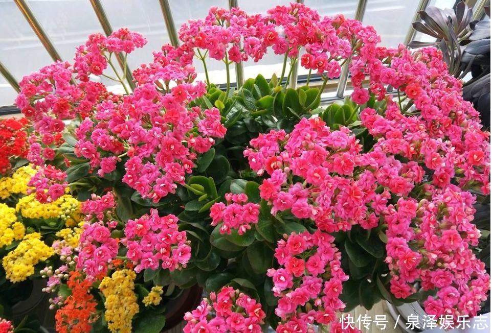 老人说“3种”不能送人的花,得罪人是小事,财神爷送走是大事!