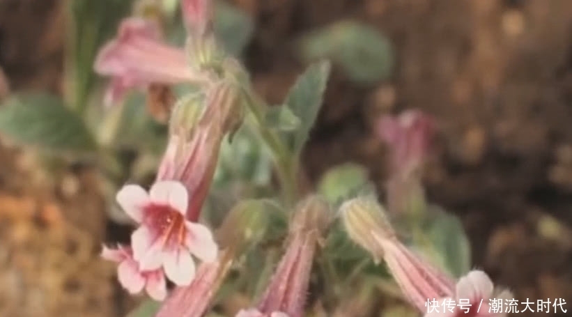 农村地里的“黄金”以前小孩摘它来玩,如今是医院里的珍贵好药