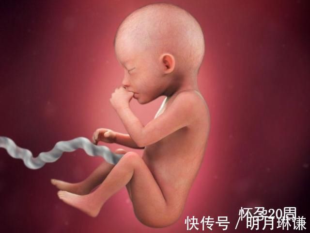 皮下脂肪|组图了解胎儿在子宫中的生长过程,生命太奇妙了!准爸妈们看看