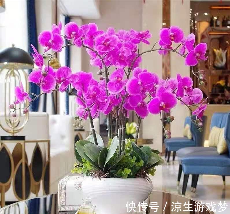 公认难养的10种“漂亮花”，没有几年养花经验，建议别买回家