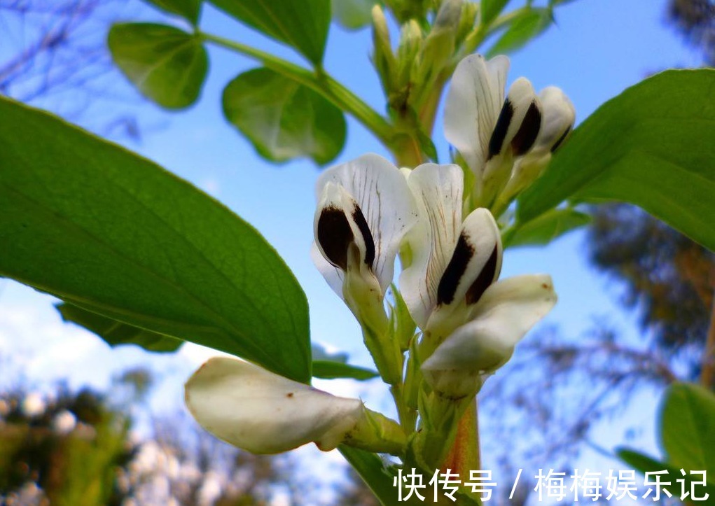 豆荚期|蚕豆是我们常吃的干果,清热解毒,那蚕豆怎么栽培种植呢?