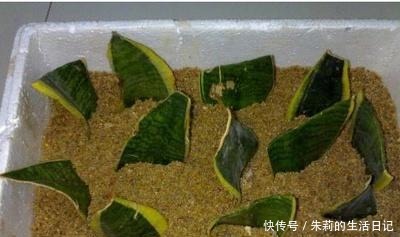 生根粉别用了，自制2种“生根剂”，插穗“蘸一下”，呼呼冒白根！