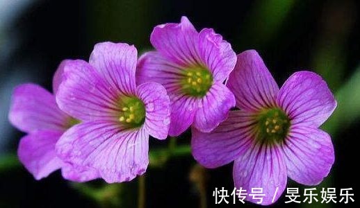 太阳花|喜欢在家中养花,就选择5种花卉,花色绚丽,优雅妖娆,非常美