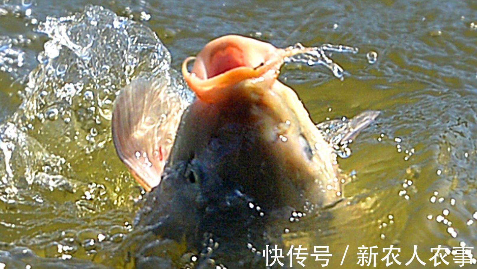 广东俩男子野钓爆护,直接在马路边摆摊叫卖,引来众人纷纷围观