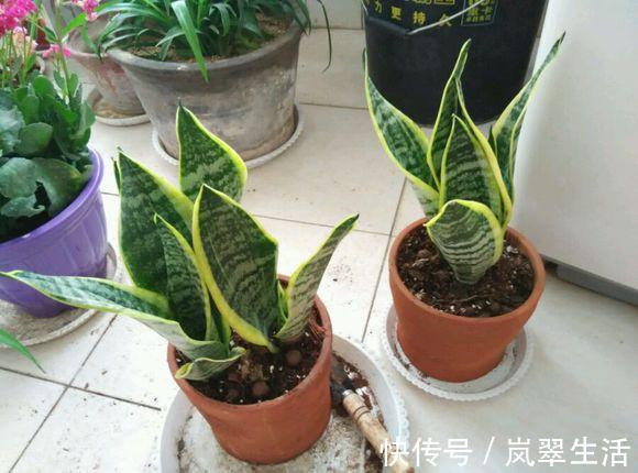 板结|花盆土壤“黏成块”，3种“酸水”浇下去，3天变疏松，爆盆快