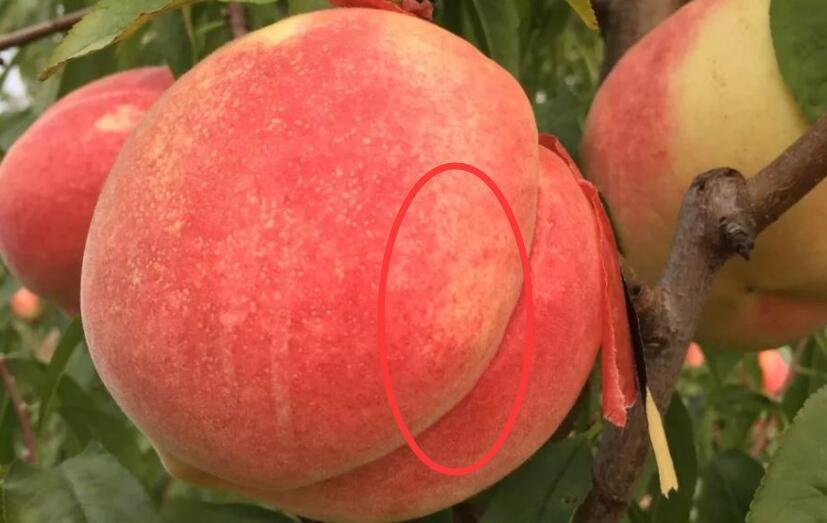 夏天桃子的挑选方法，记住5点，准能买到好吃的桃子