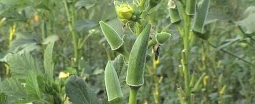 中年|农村不起眼的野草,城里人却要花钱买,原来