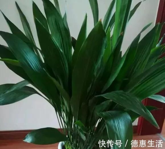 风信子|这16种花冬天越浇越死,3个月不管,反而长高个