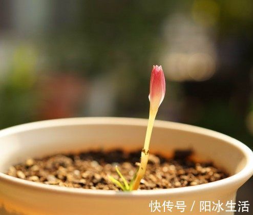 一种可爱美丽的花卉盆栽,很好种,三天就能开花,耐热耐寒,深受喜爱