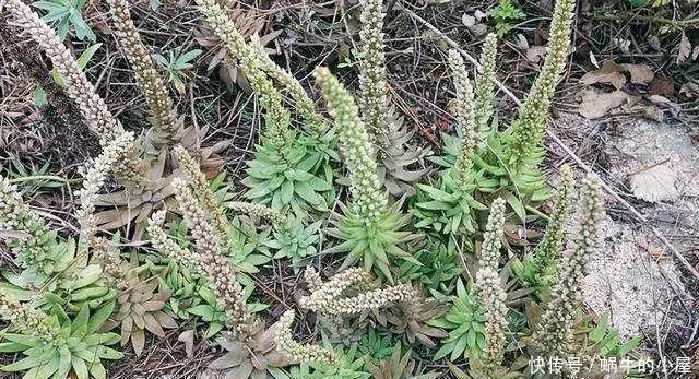 野草|长在石缝、屋顶的1野草，人称“太岁草”，房顶若有别拔，是福气