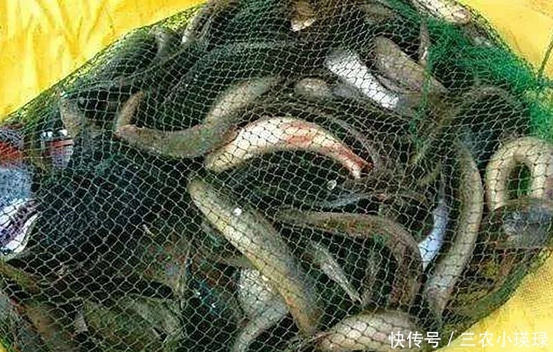 它长得像一把刺刀,以前钓到直接扔了,现在成了稀罕货百元一斤