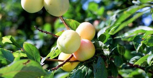 乡下此果掉在地上没人捡，城里人买的时候很贵，很多人吃不起