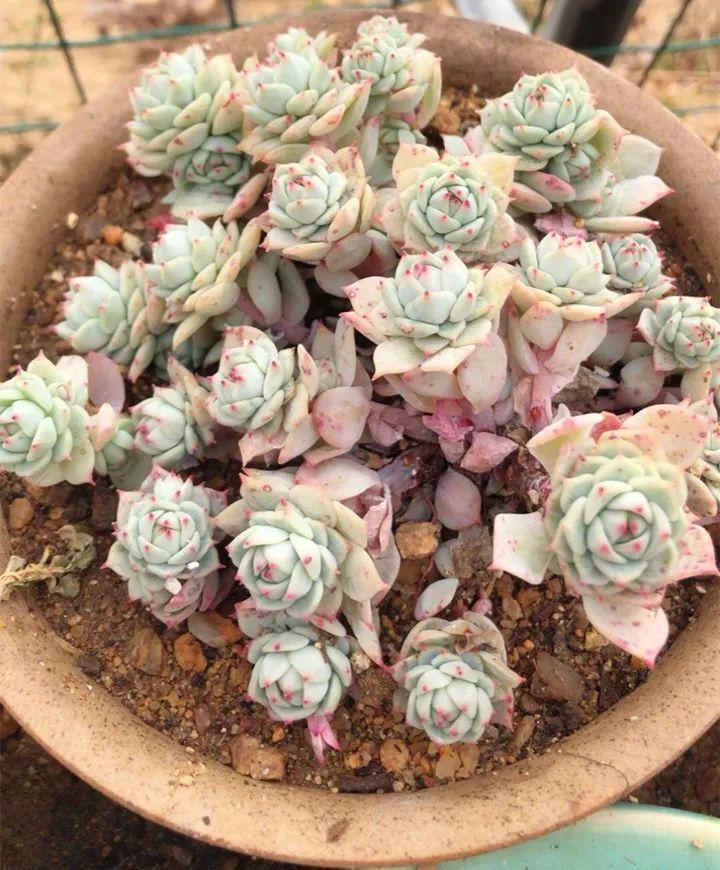 姐姐养了9年的多肉,没有买肥就用它,个个长成精!