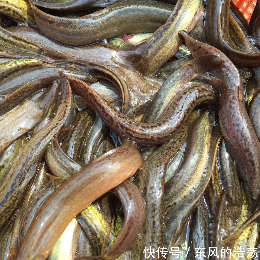 肾脏|补肾食物“排行榜”,韭菜第五,牛鞭第二,第一是“它”!