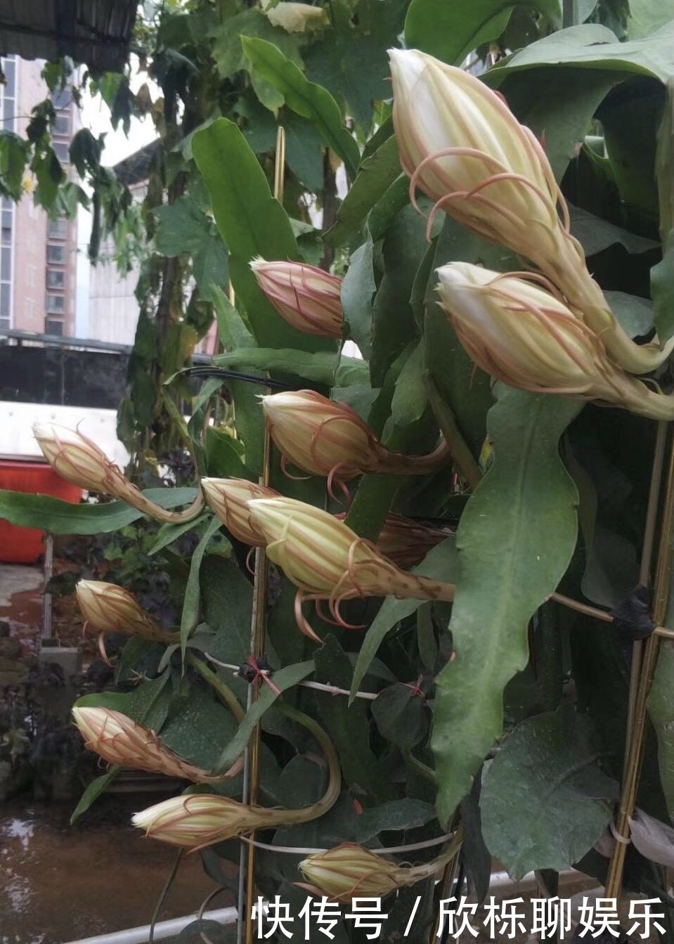 有机肥料|养了3年的昙花,终于开了50朵花,真是有“仙气”