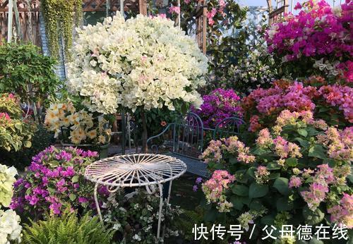 三角梅只长叶子不开花?秋天四不做,花朵多到看不见叶子