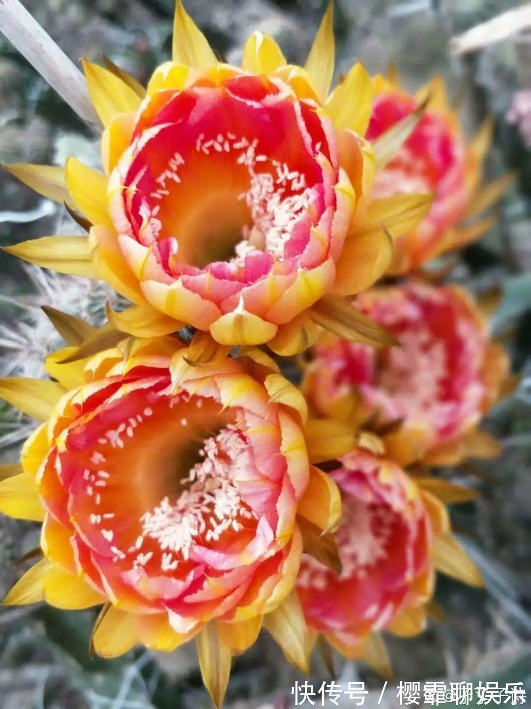 大爷家荷花种在花盆里，1次开花20朵，比巴掌还大！