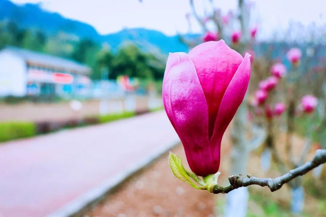 巴中经开区九寨山花开正盛，这个“三八”节邀您来“撞春”