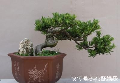 花卉|1种“盆景”,有长寿、吉祥的寓意,适合客厅养,比啥花都强