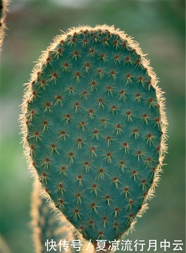 这里的仙人掌有8米高,可以做成美味佳肴,占地380亩!