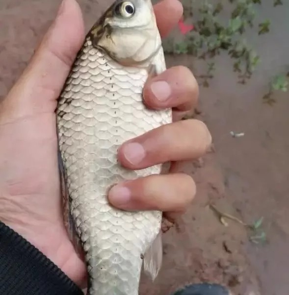 冬天选钓位,这3个地方一定要去,肥肥的大鲫鱼一窝一窝的!