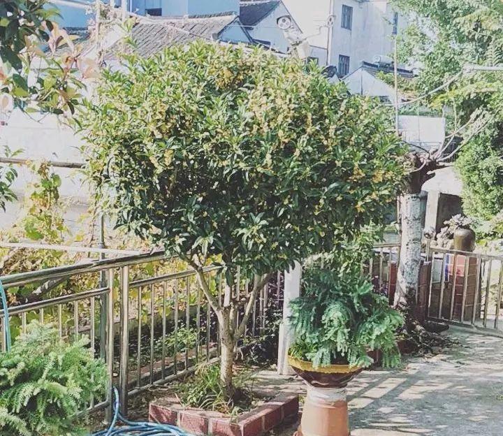 准备好,这花下个月要开,赶紧施肥、催花