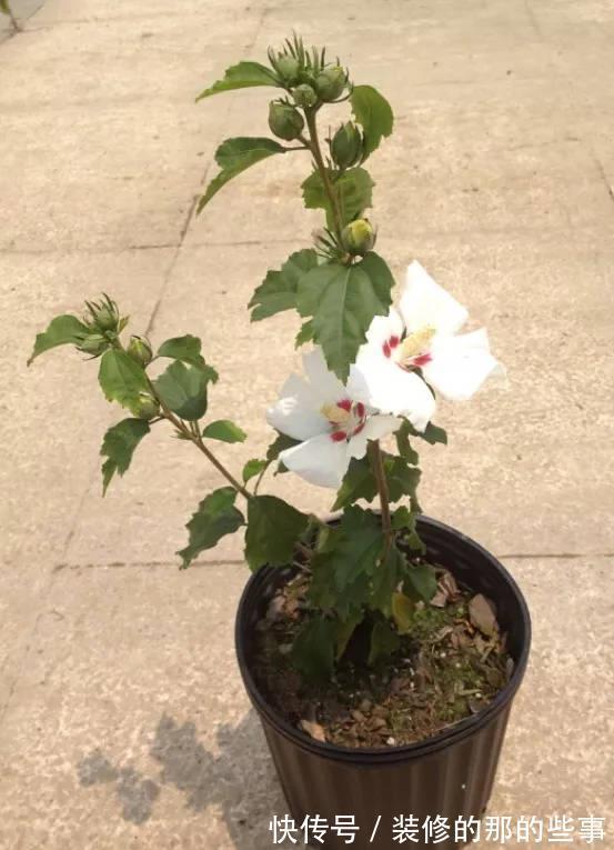 花树|修木槿小技巧:哪些枝叶早剪掉早受益?