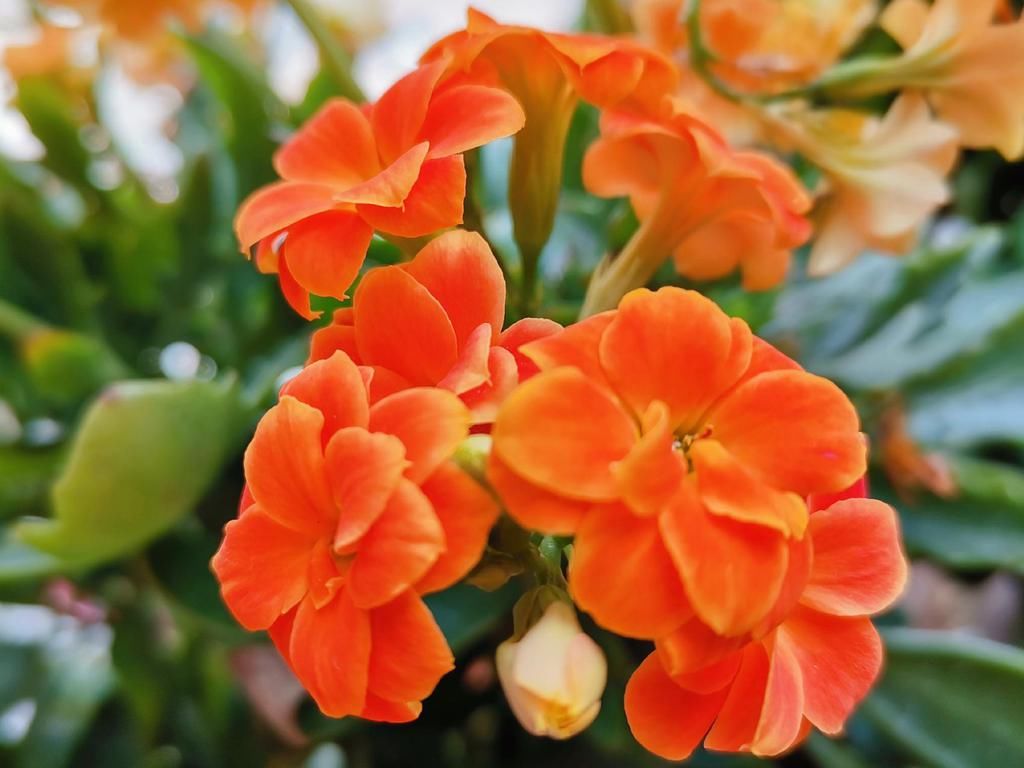  好看|长寿花好看却养不好，对照这“7点”，来看看问题出在哪？