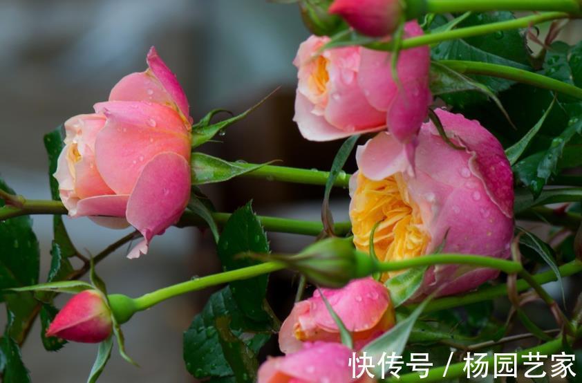 枝条|将藤本月季养成花墙,这些雷区要避开,说一说月季牵引那点事