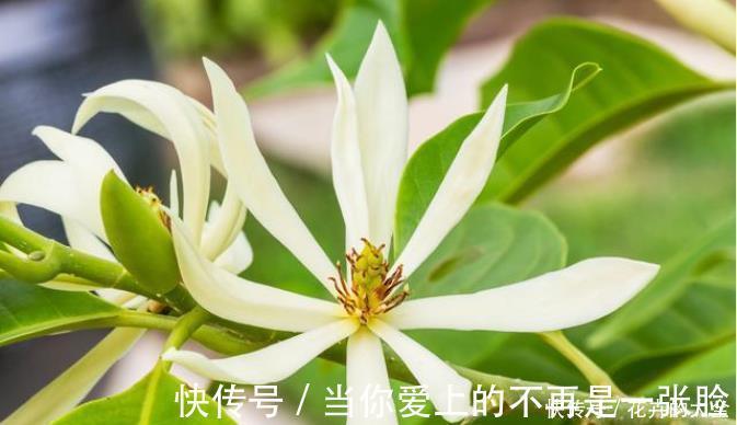 栀子花|不适合室内养的5种花草,入手要谨慎,没有露养条件白花钱