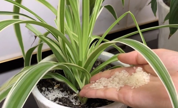 花盆中撒一把,不管多蔫多难养的花,几天根壮叶绿,不烂根不黄叶